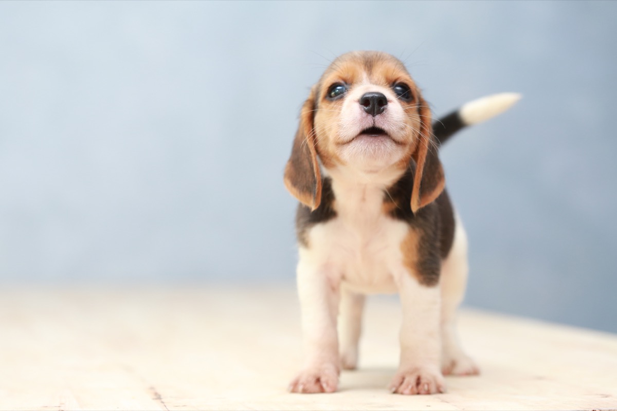 Come abituare un cucciolo a stare da solo in casa senza stress per pet e padrone