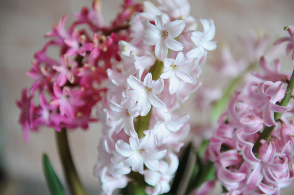 Bulbi giacinto, come si fa la forzatura per farli fiorire in inverno