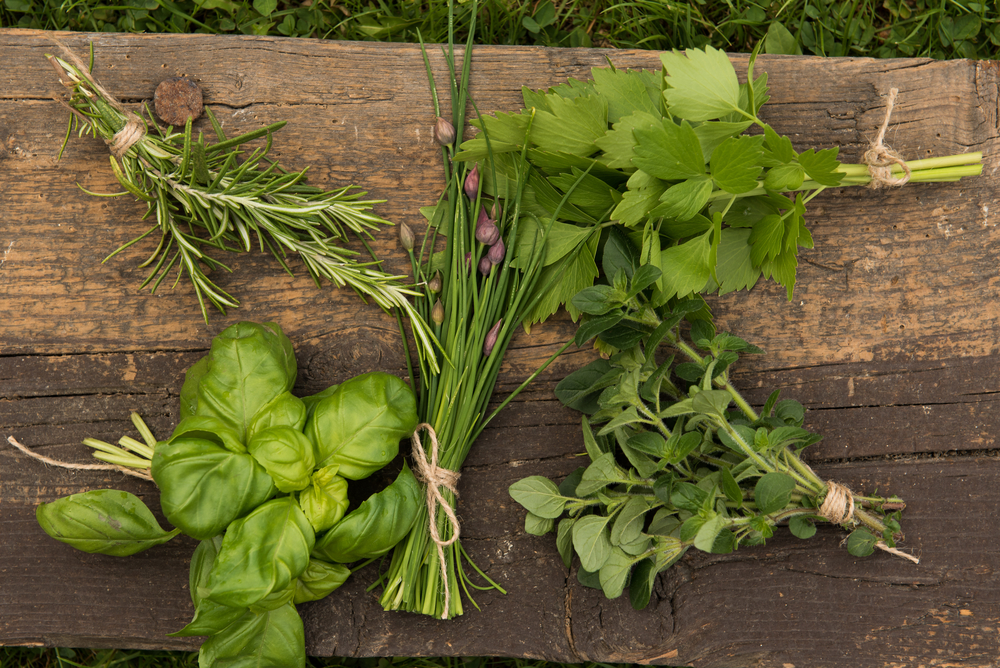 Come conservare le erbe aromatiche a lungo