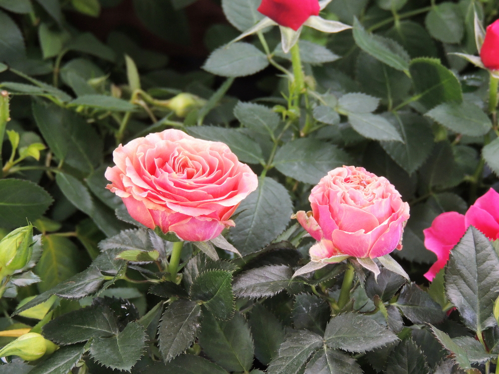 Roselline in vaso, le cure da dedicare alle splendide rose miniatura