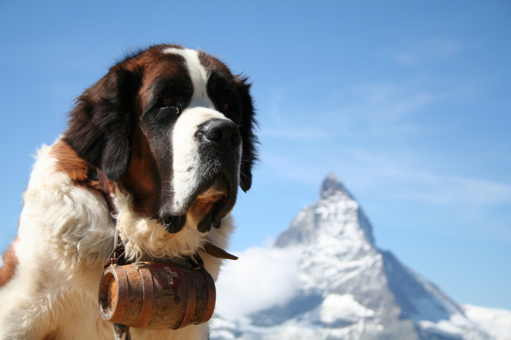 Cani da soccorso alpino: razze e caratteristiche degli eroi a quattro zampe