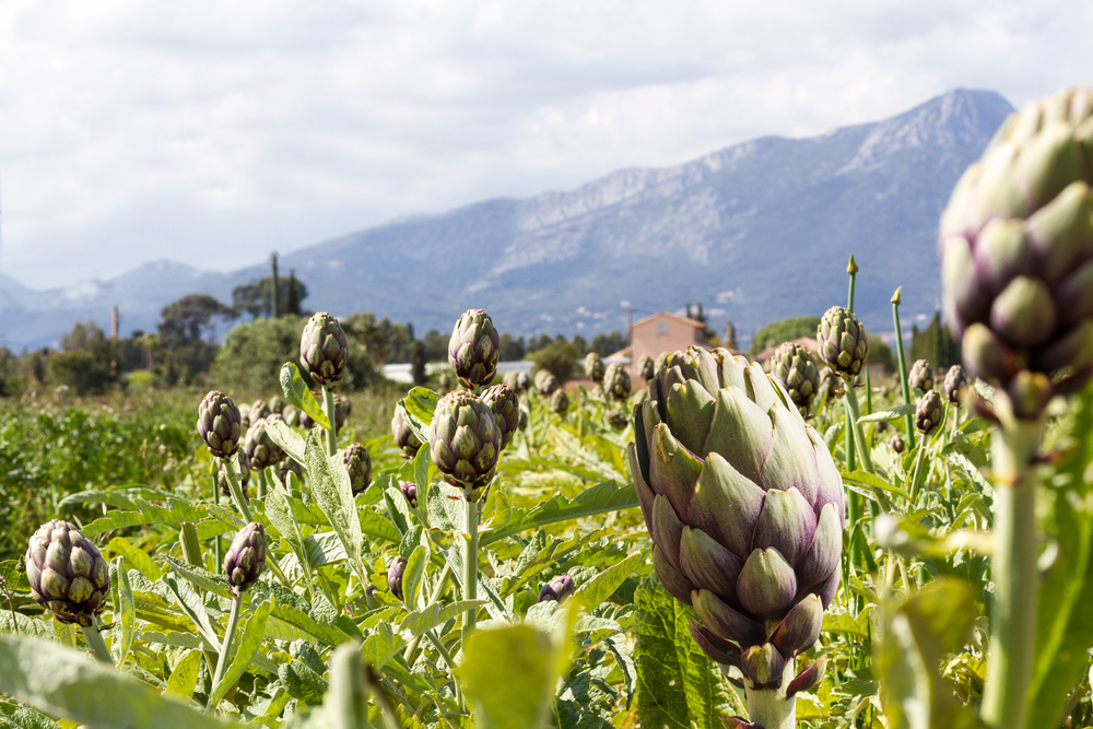 Come coltivare i carciofi, 5 consigli pratici