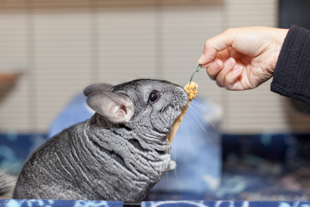 Come alimentare il cincillà in maniera equilibrata