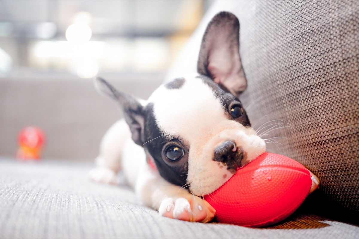 Cucciolo di cane che morde tutto: come educarlo in modo efficace