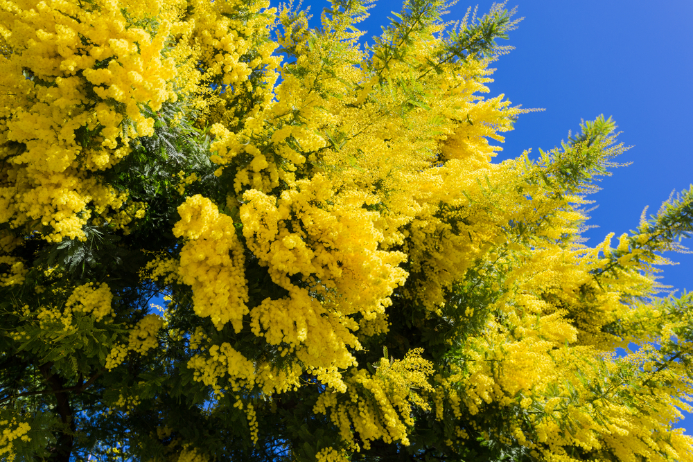 Come coltivare la mimosa, 7 consigli per il fiore che preannuncia la primavera