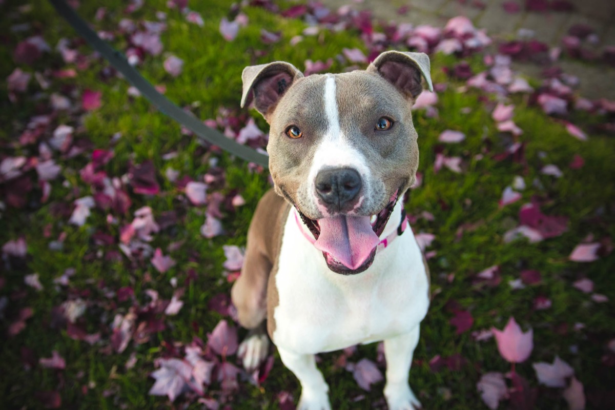 Come insegnare al cane a stare al guinzaglio e a non tirare