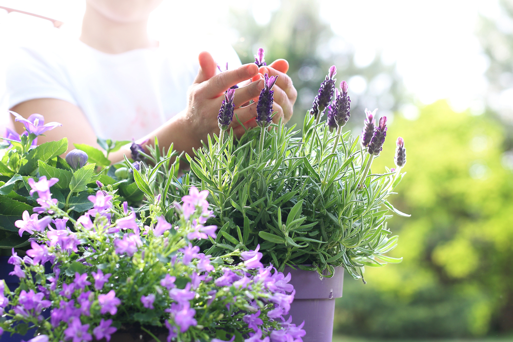 Come coltivare la lavanda in vaso, 5 consigli utili