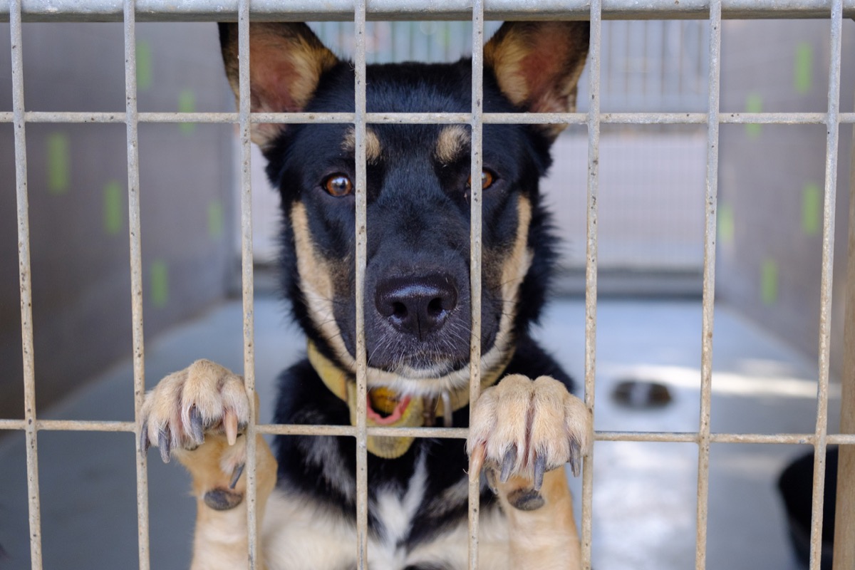 Come adottare un cane al canile: le 5 cose da sapere prima di accogliere Fido in famiglia
