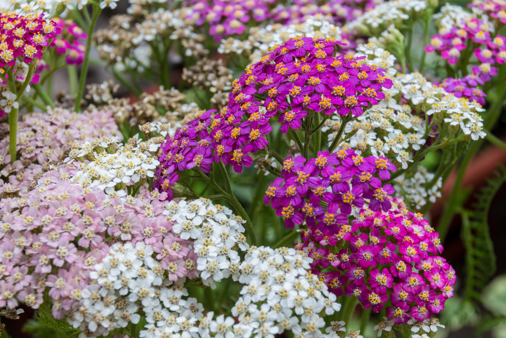 fiori-estivi-giardino-achillea.jpg