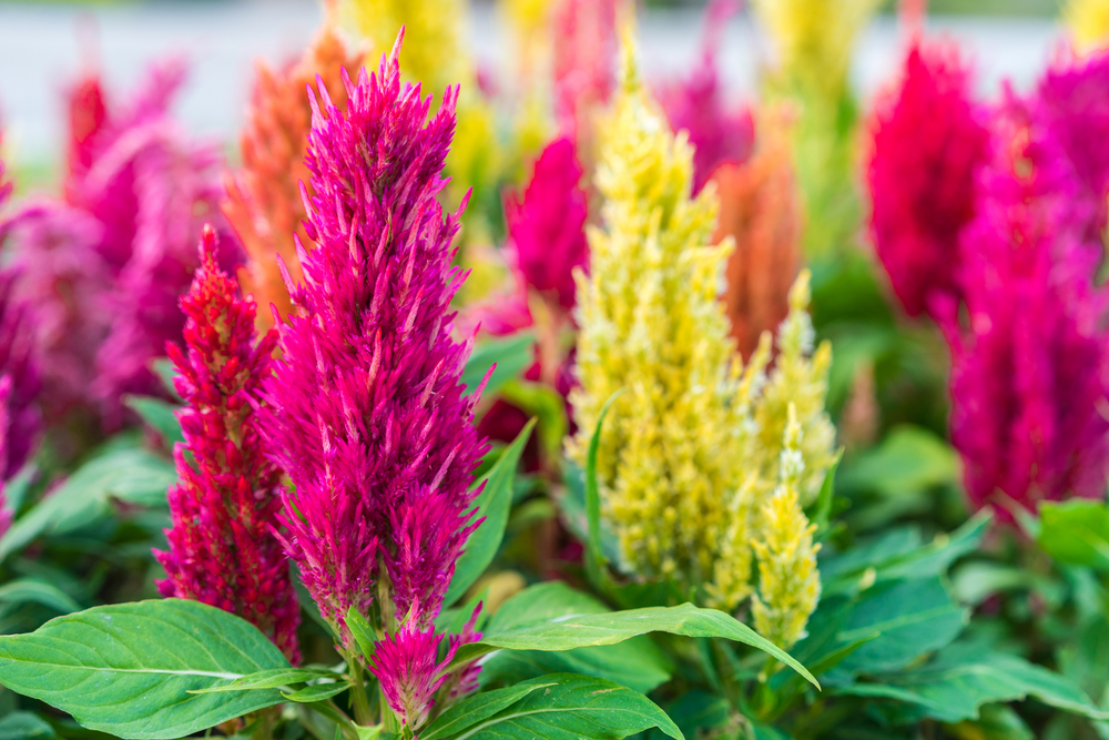 fiori-estivi-giardino-celosia.jpg