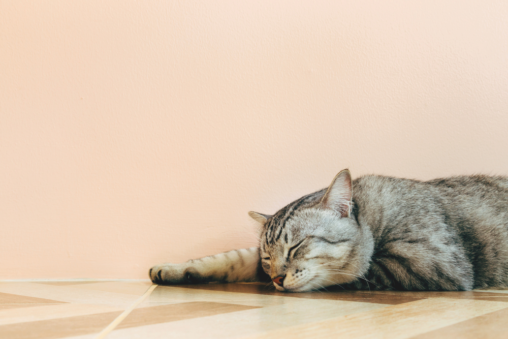 I gatti soffrono il caldo: 8 consigli per proteggerli dalle temperature torride