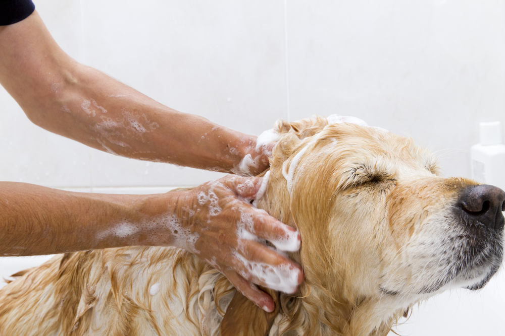 Shampoo per cani delicato fatto in casa