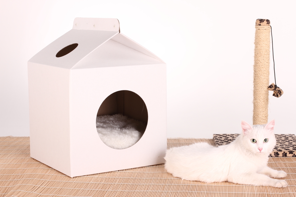 Come costruire una cuccia per gatti in cartone fai da te