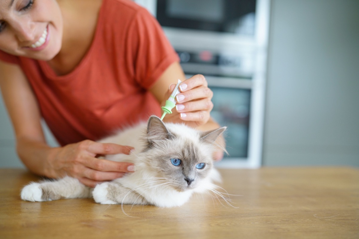 Come mettere l'antipulci al gatto: il metodo per un risultato efficace