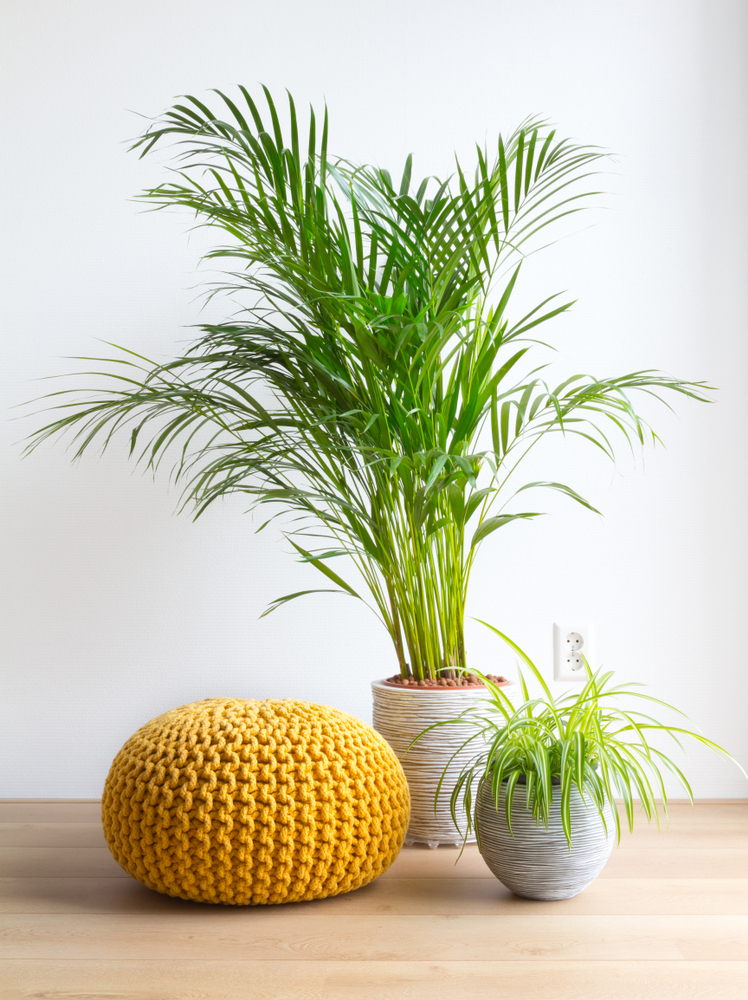 arredamento-stile-tropicale-fai-da-te-5.jpg