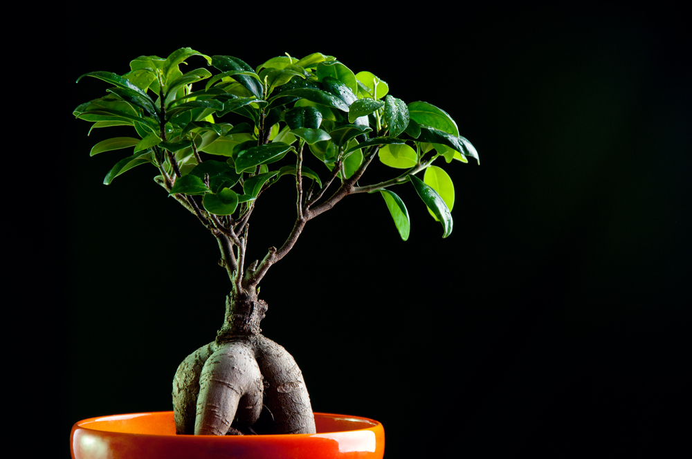 Bonsai Ginseng, come curarlo
