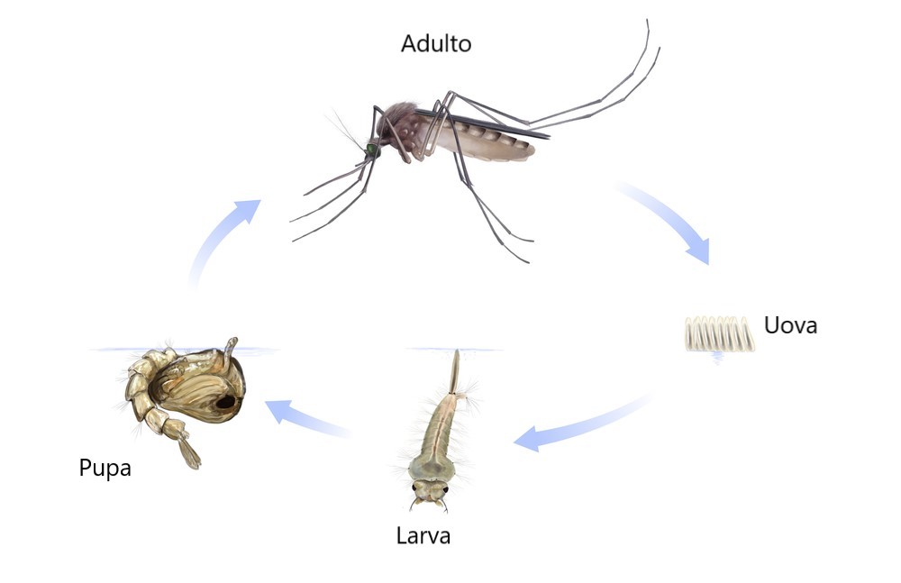 Zanzare: come nascono, dove si riproducono e i posti da controllare