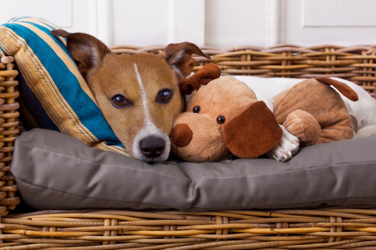 Come lavare il cuscino del cane per un'igiene perfetta