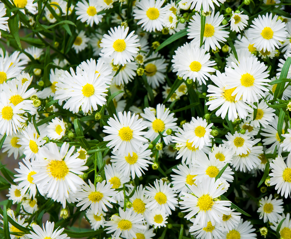 Fiori da piantare a settembre: 5 soluzioni facili da coltivare