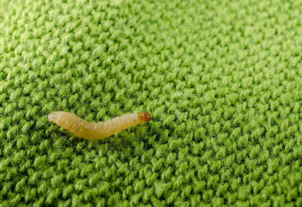 Tarme del cibo e dei vestiti: come eliminarle con 3 alleati