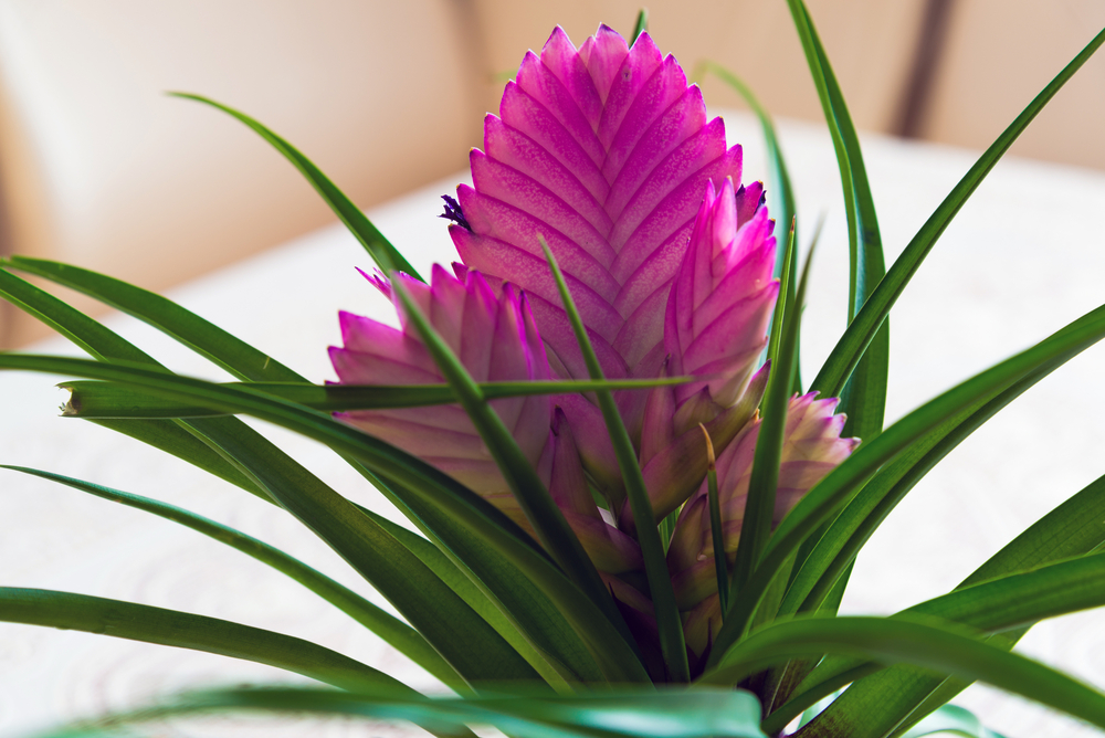 Come coltivare la tillandsia, 7 consigli utili
