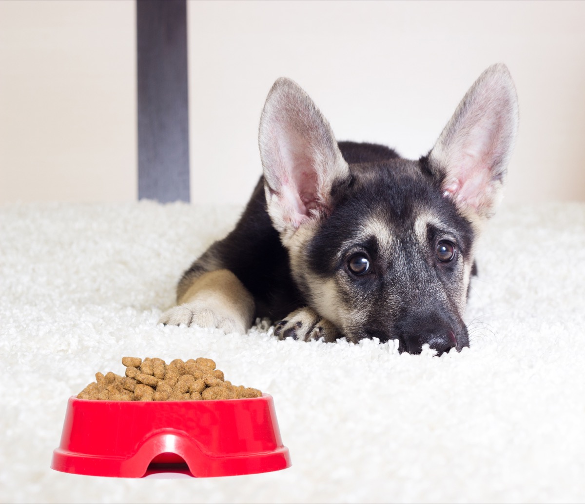 Cucciolo di cane che non mangia da solo: perché succede e come risolvere il problema