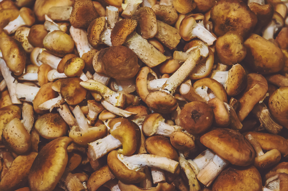 Come pulire e conservare i funghi chiodini in sicurezza