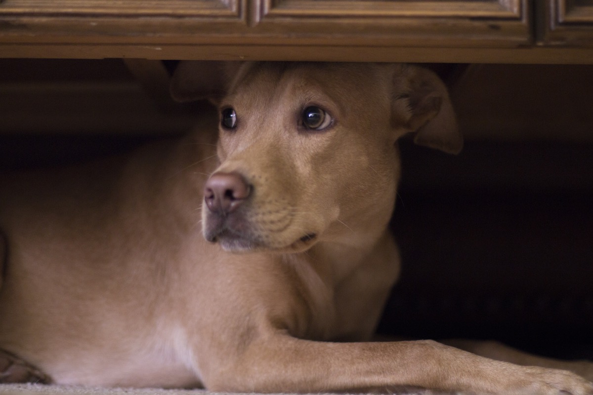 Il mio cane si spaventa dei tuoni: come comportarsi in queste occasioni