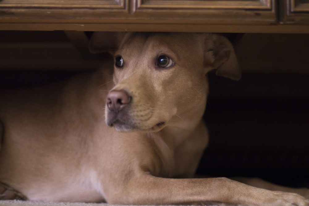 Cani e botti di Capodanno: come evitare gli attacchi di panico dei nostri amici