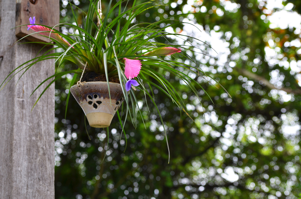 cosa-regalare-natale-a-chi-ama-giardinaggio-tillandsia.jpg