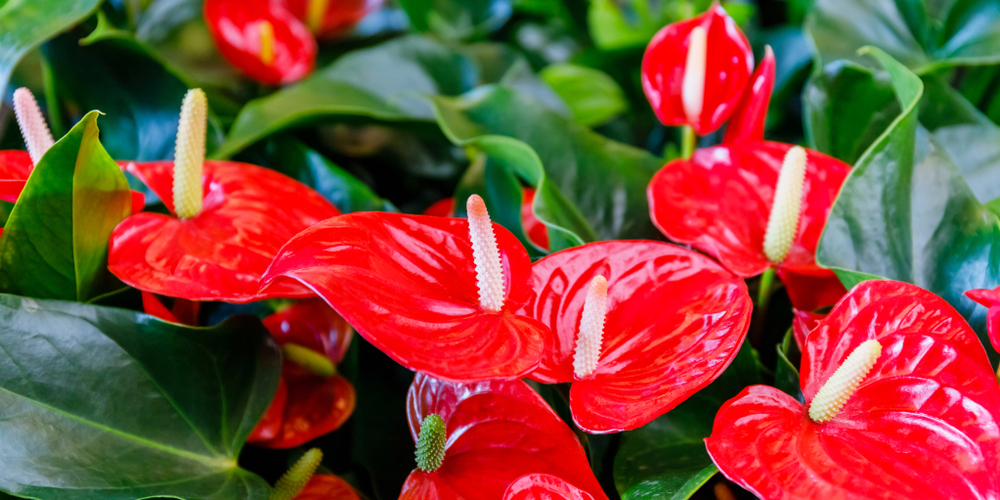 Coltivare l'anthurium, 9 consigli utili