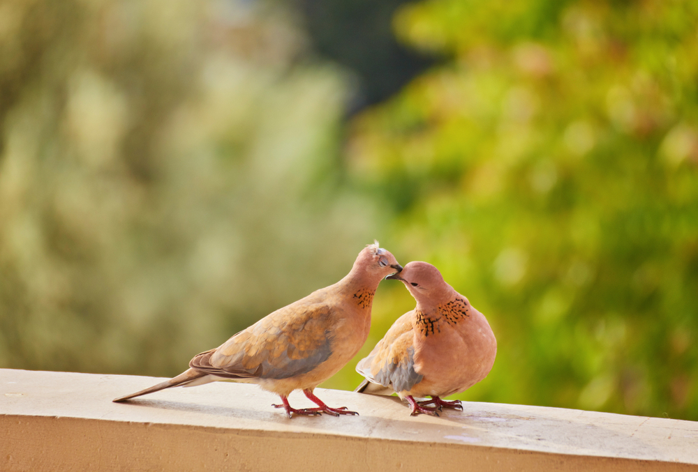 5 segnali che hai trovato veramente la tua anima gemella