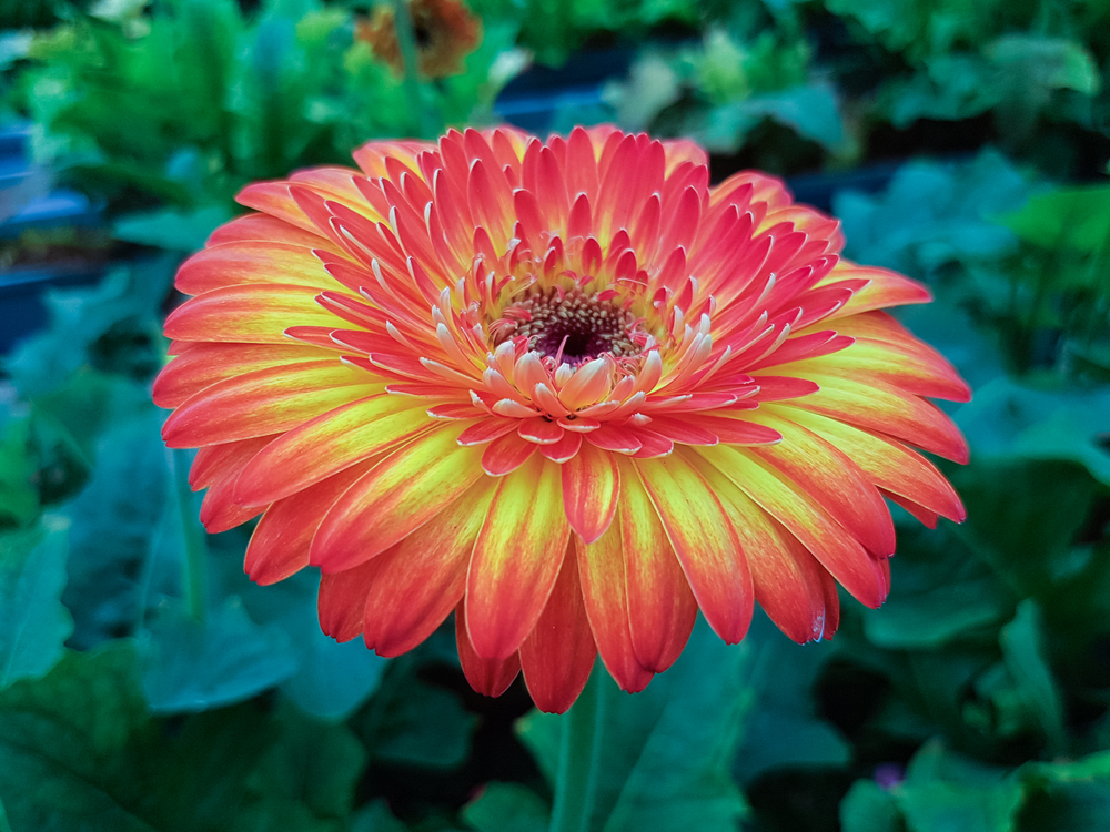 Camera da letto, 5 piante che aiutano a dormire bene