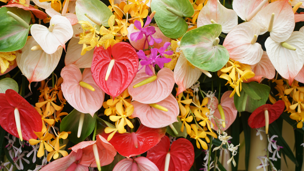 fiori-san-valentino-1.jpg
