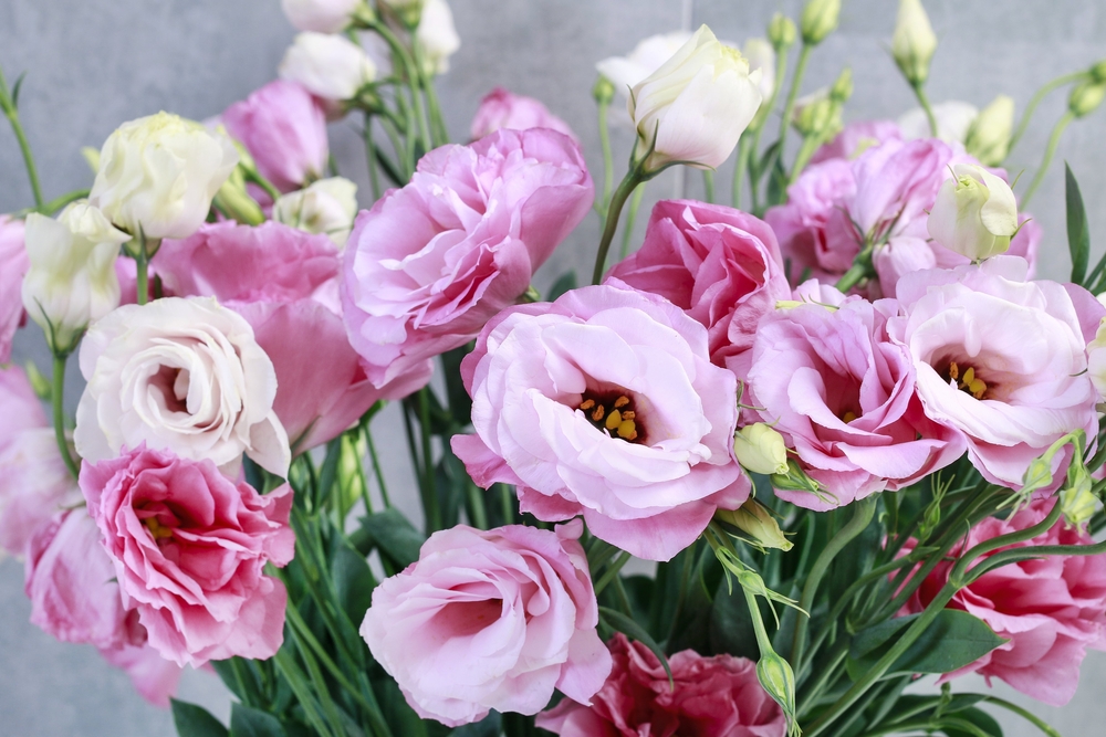fiori-san-valentino-5.jpg