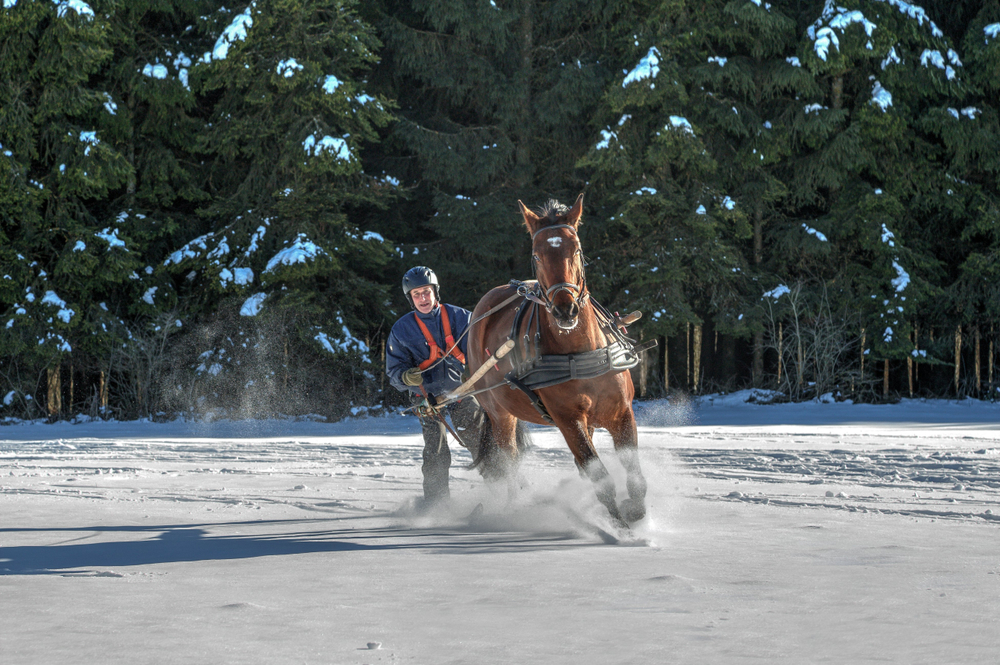 Skijoring, l’ultima pazza tendenza di viaggio