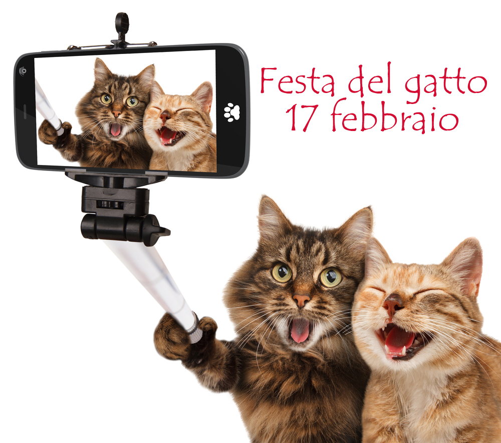 festa-gatto-immagini-1.jpg