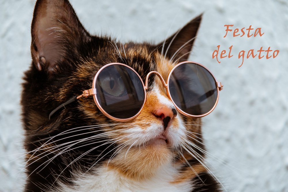 festa-gatto-immagini-2.jpg