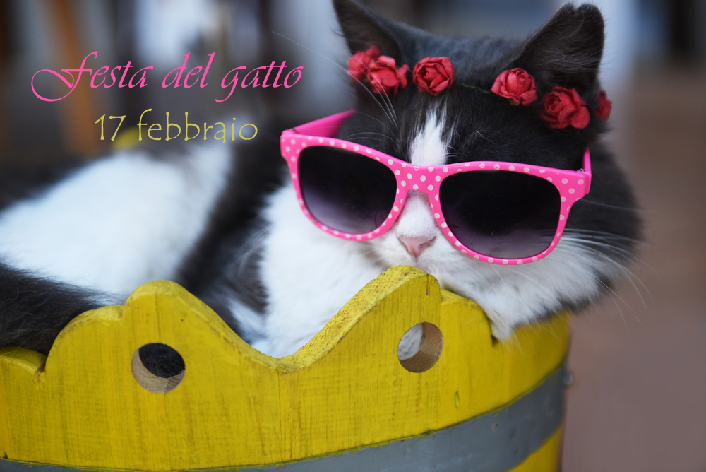 festa-gatto-immagini-3.jpg