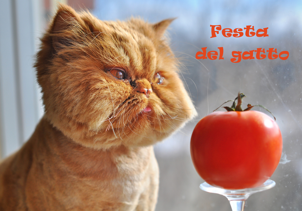 festa-gatto-immagini-4.jpg