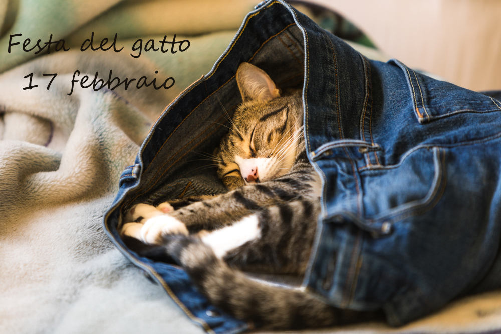 festa-gatto-immagini-5.jpg