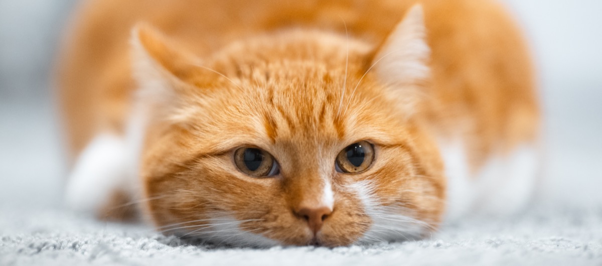 Gatto che vomita spesso: le cause più comuni e come intervenire