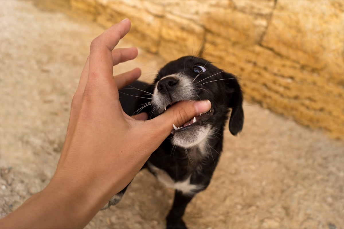 Cosa significa sognare un cane che ti morde e come interpretarlo