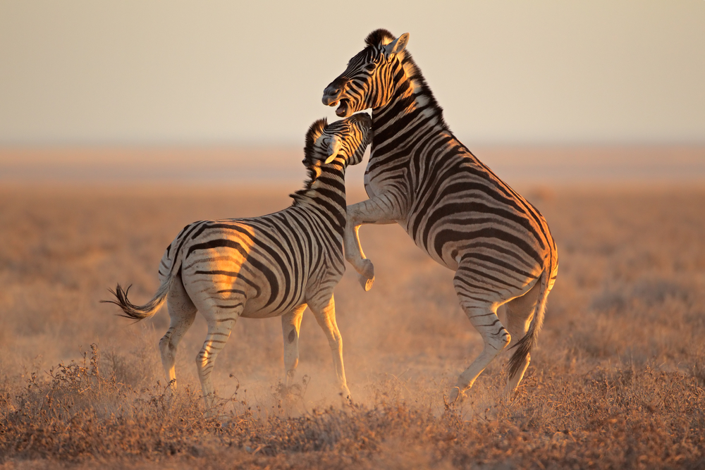 I safari più belli per vivere un’avventura incredibile