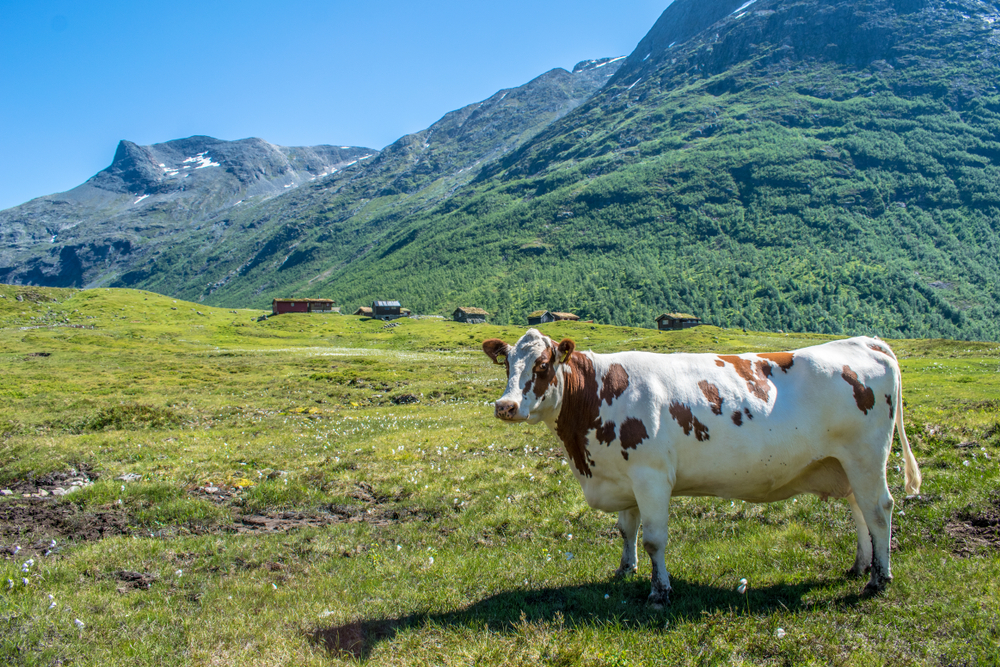 Sognare una mucca: ecco cosa significa