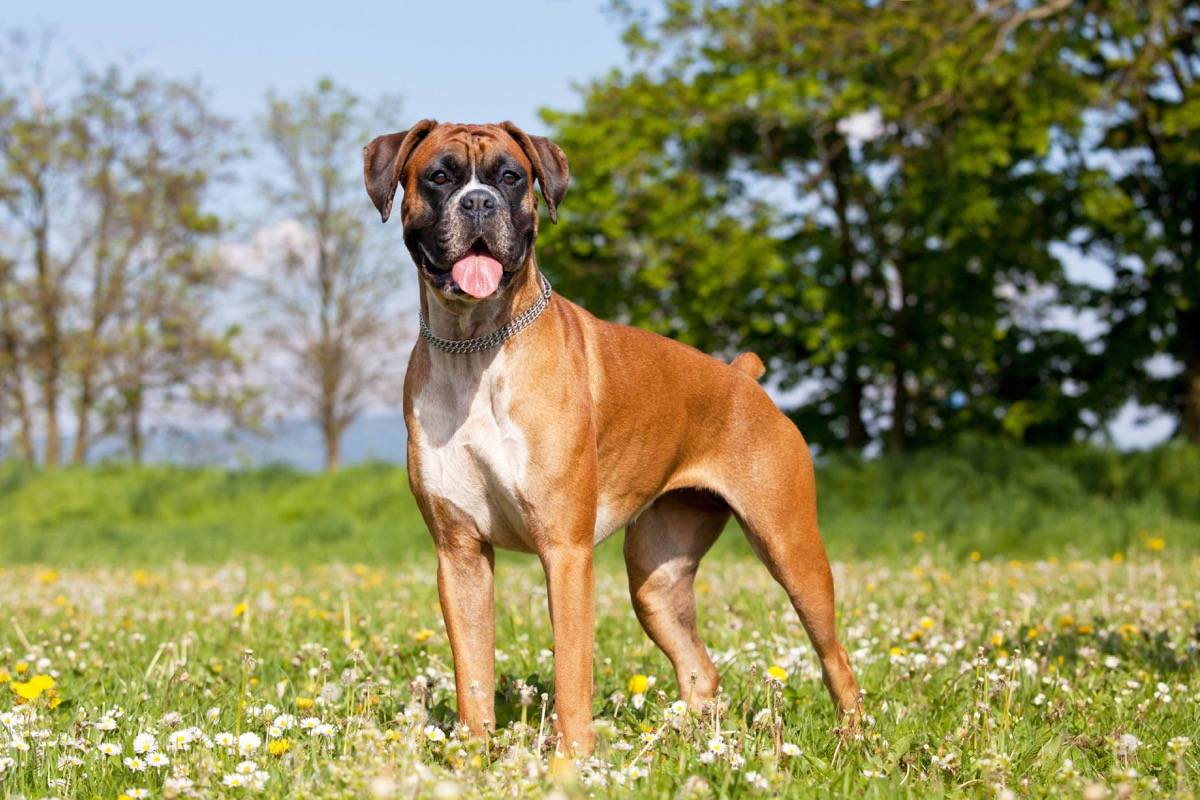 Razze-cani-grandi-1.jpg