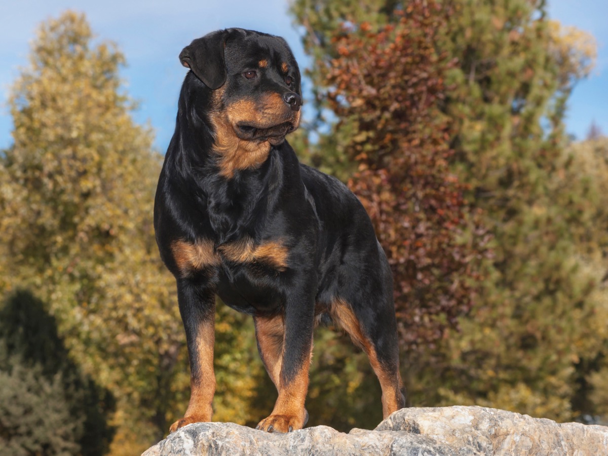 Razze-cani-grandi-2.jpg