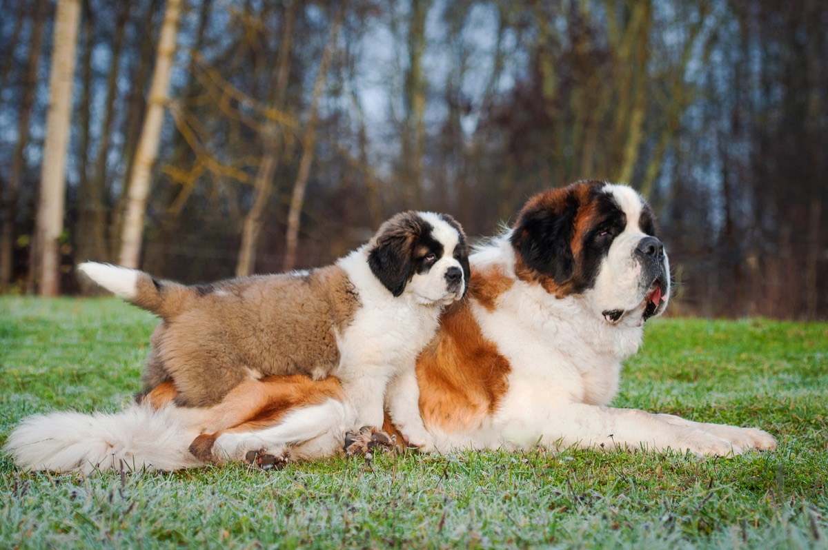 Cani grandi: le razze di taglia media e maxi più famose