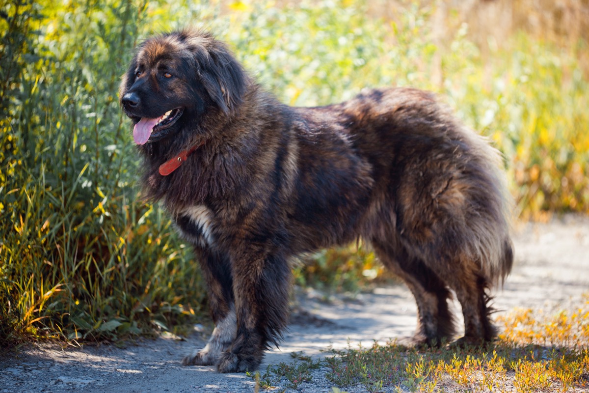 Razze-cani-grandi-4.jpg