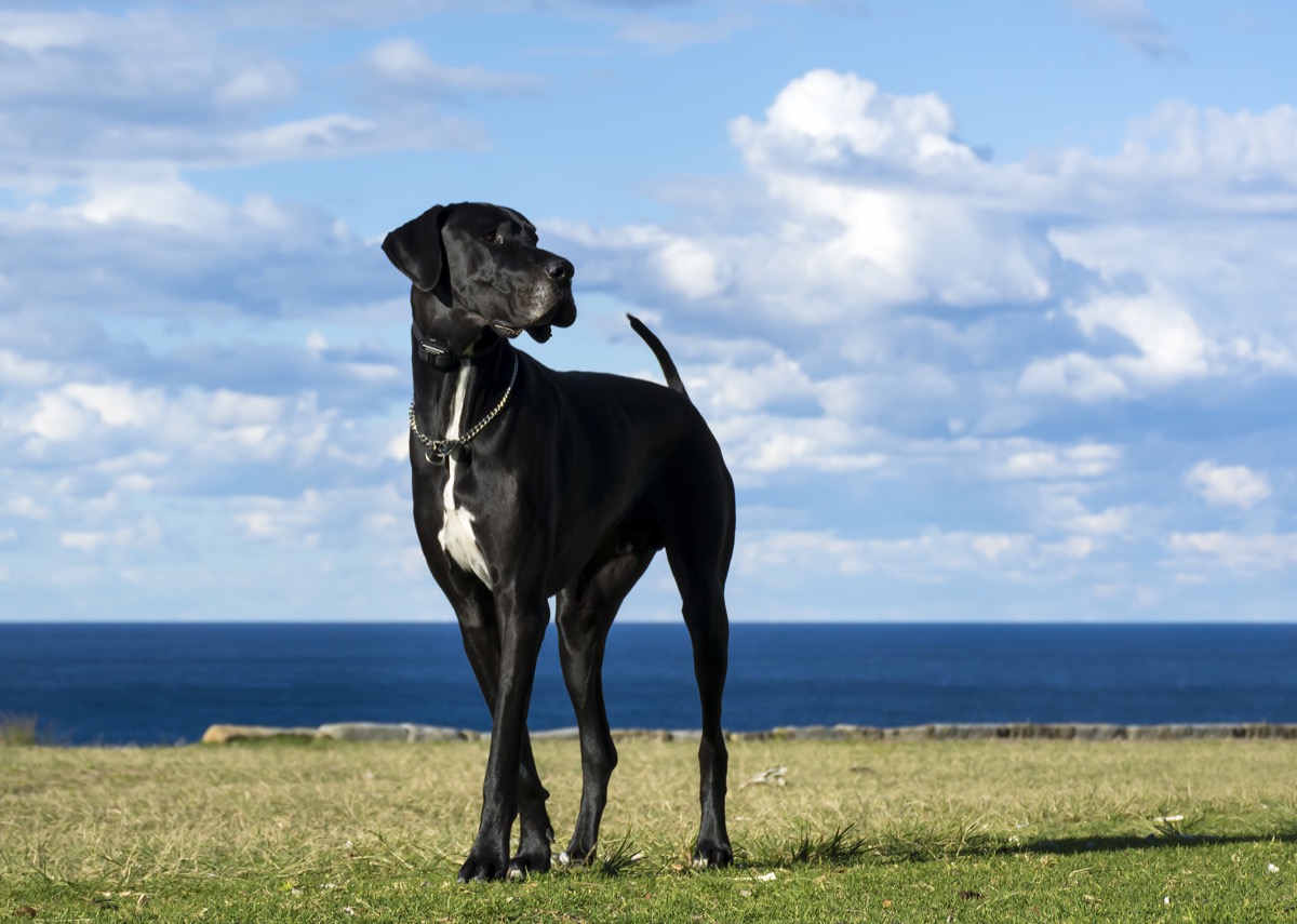 Razze-cani-grandi-5.jpg